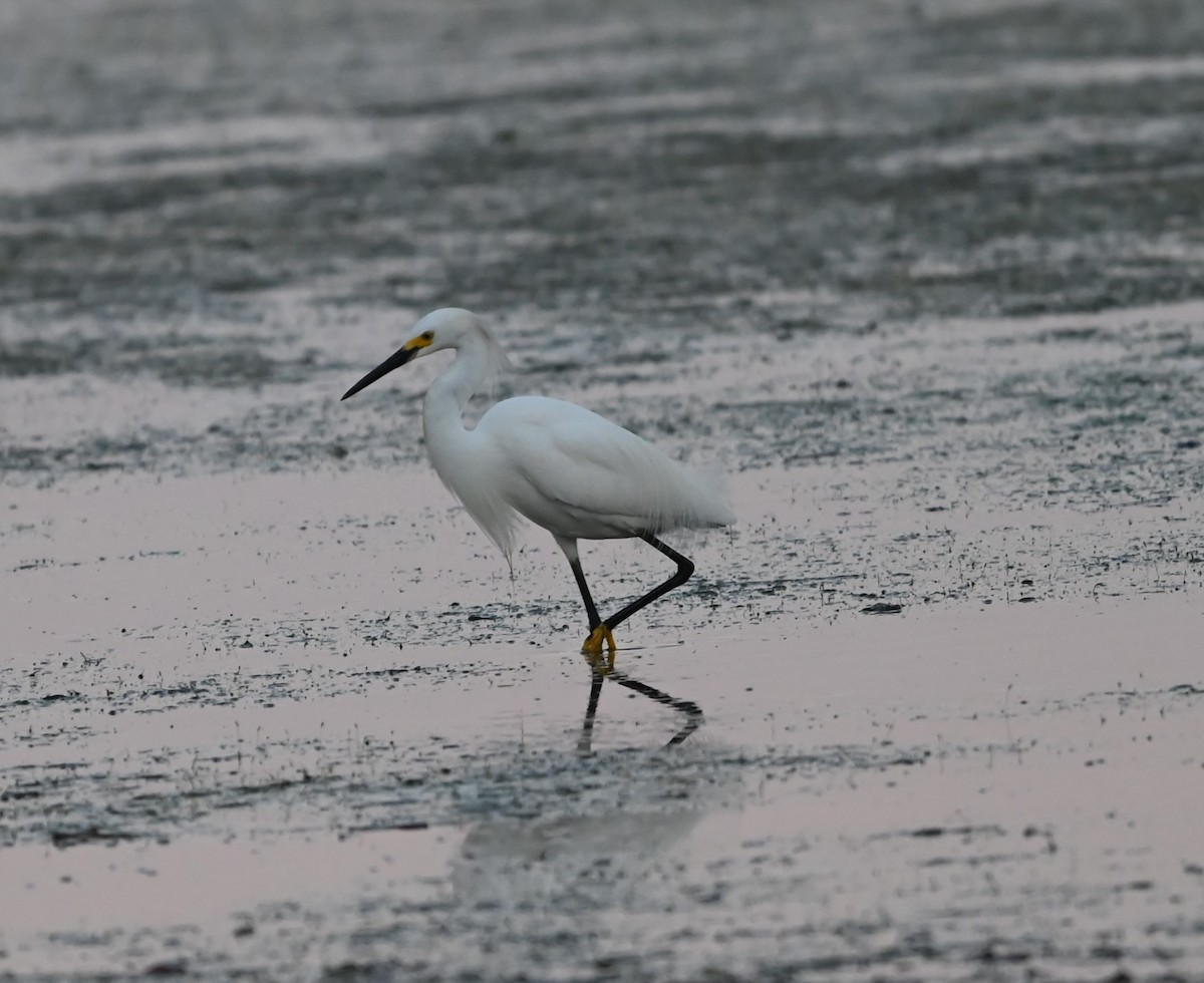 Snowy Egret - ML620635846