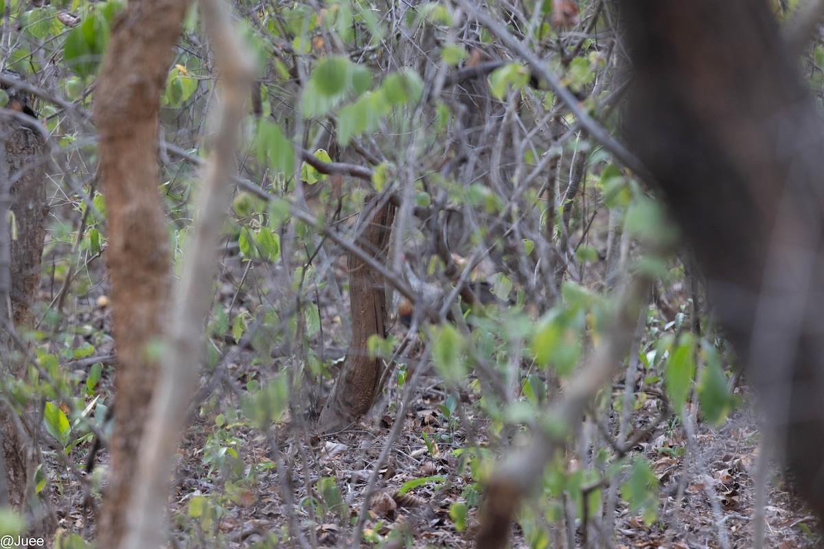 Indian Thick-knee - ML620635847