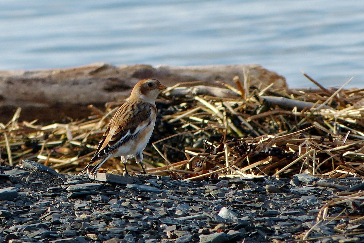 Snow Bunting - Maurice Raymond