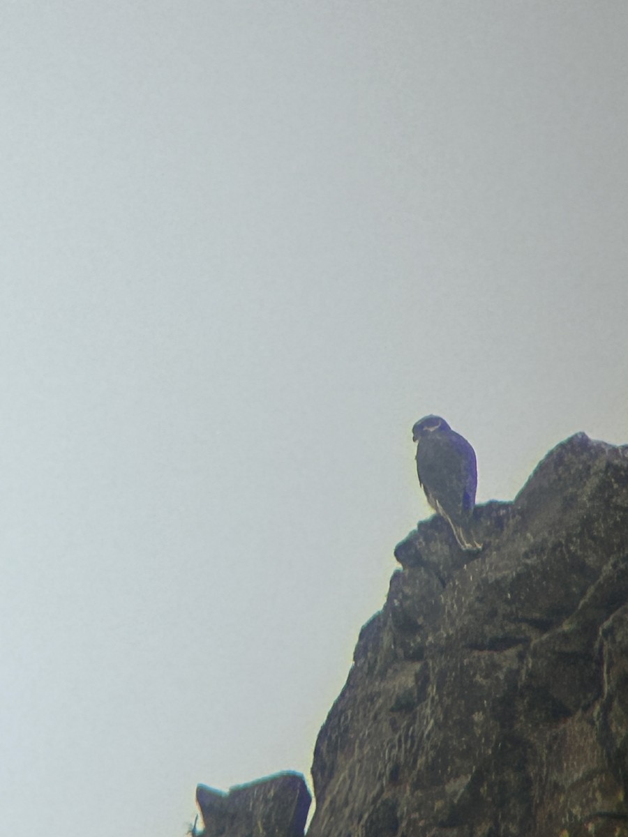 Prairie Falcon - Mathew Brown