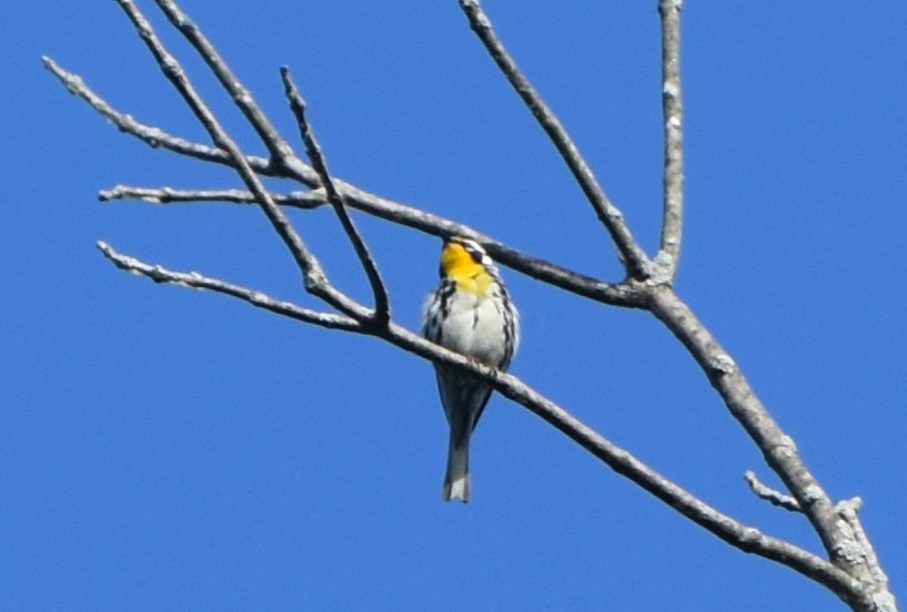 Yellow-throated Warbler - ML620635853