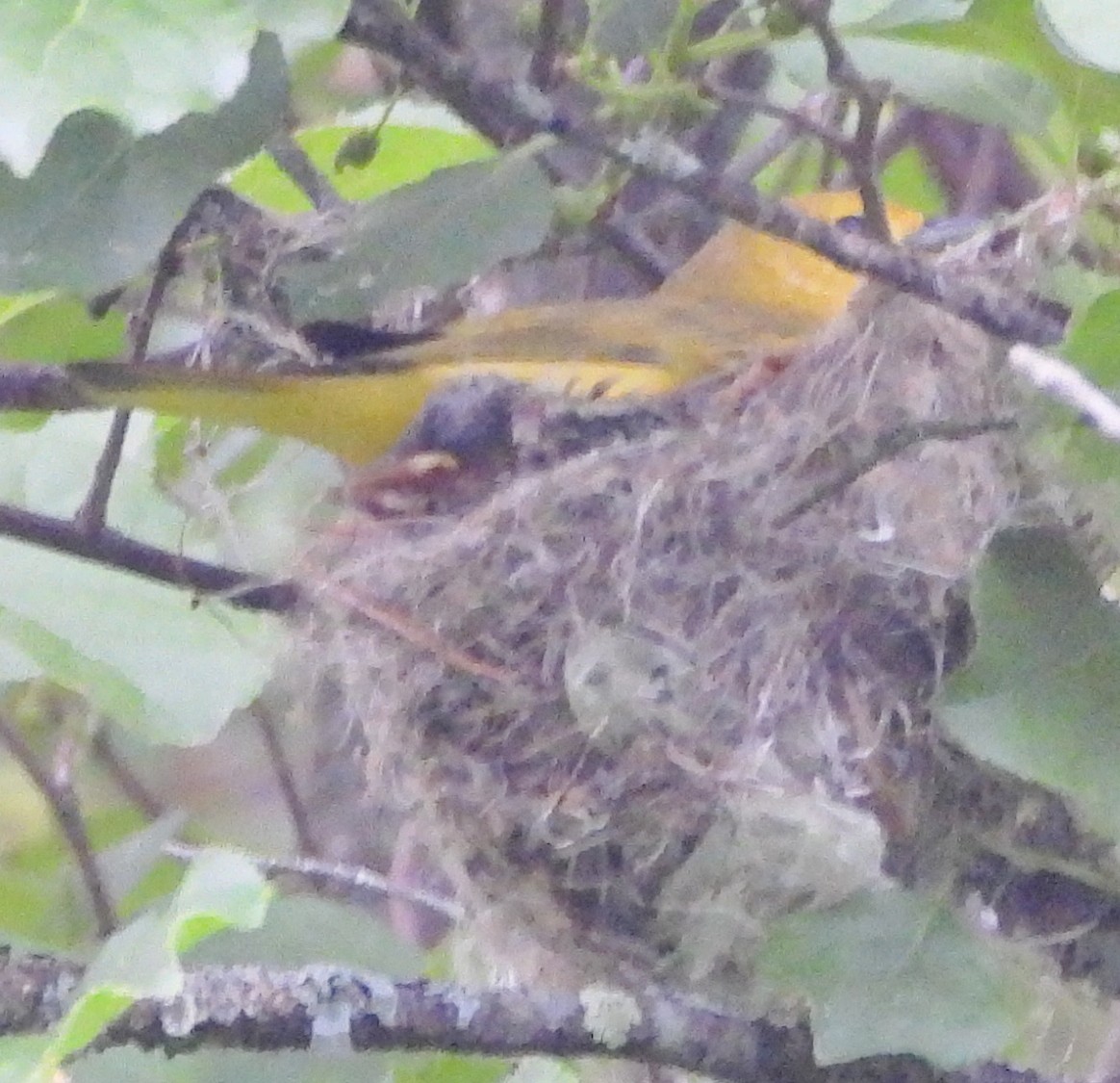 Yellow Warbler - ML620635856