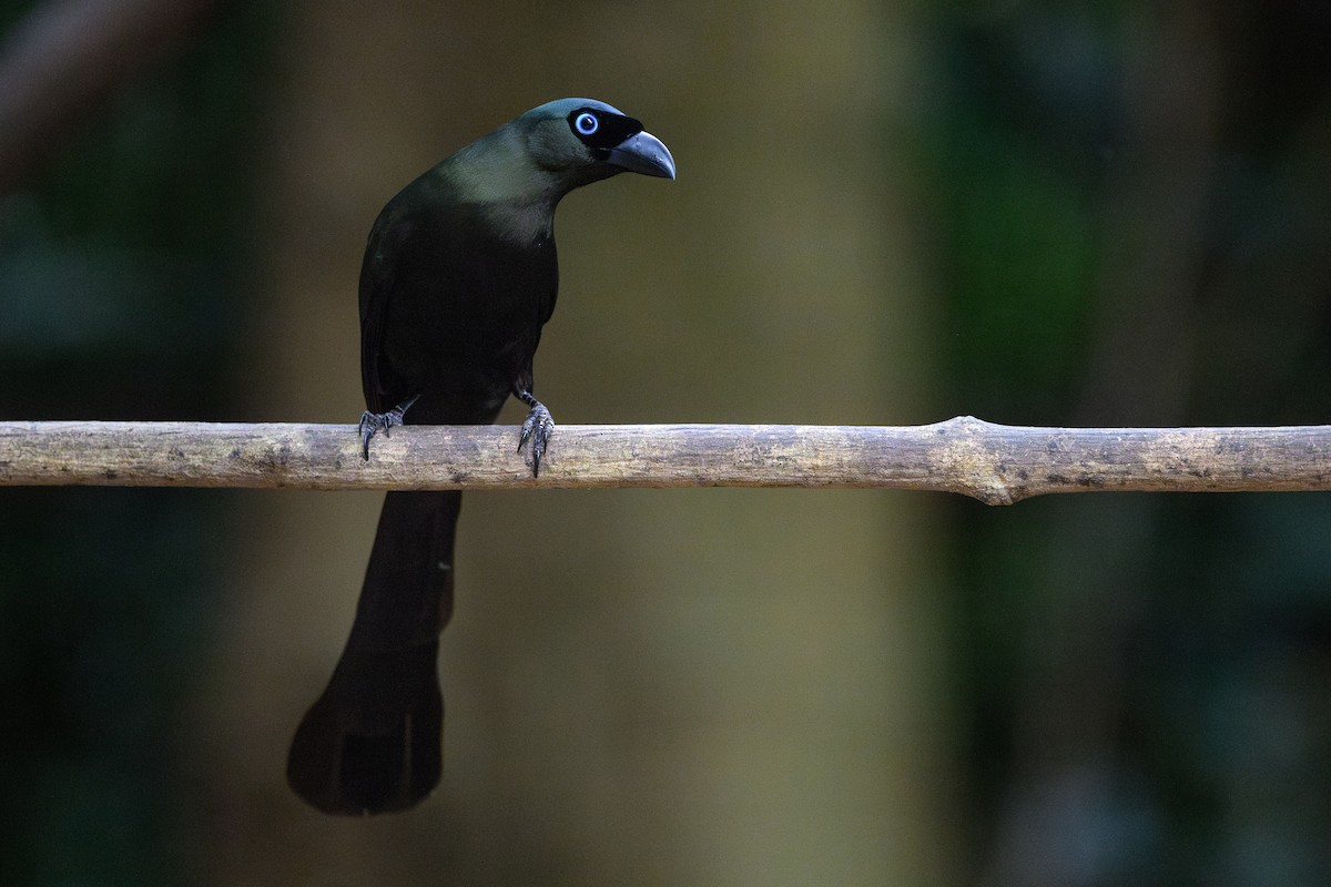 Racket-tailed Treepie - ML620635857