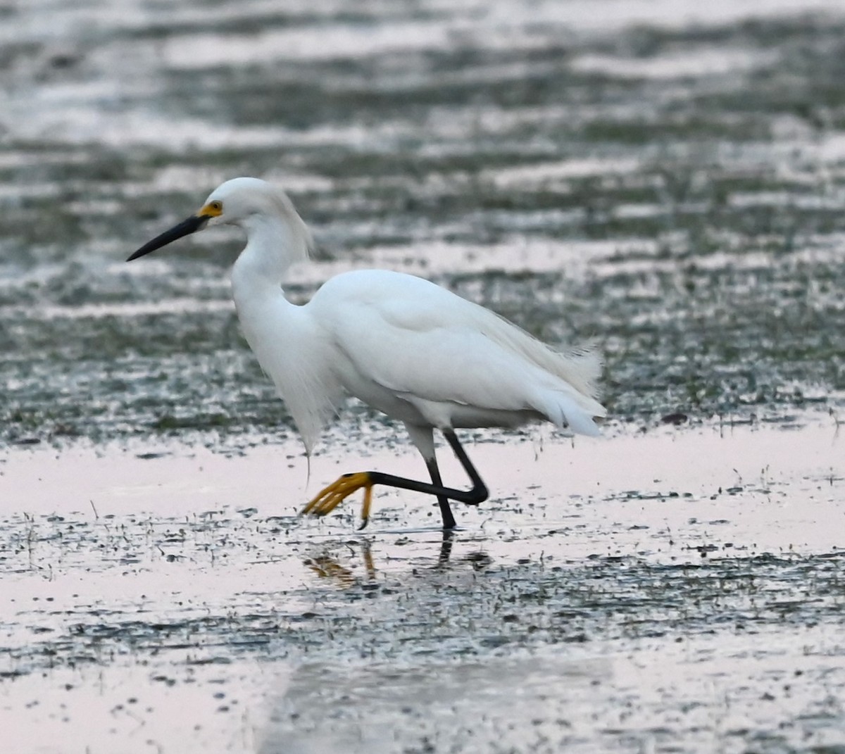 Snowy Egret - ML620635859