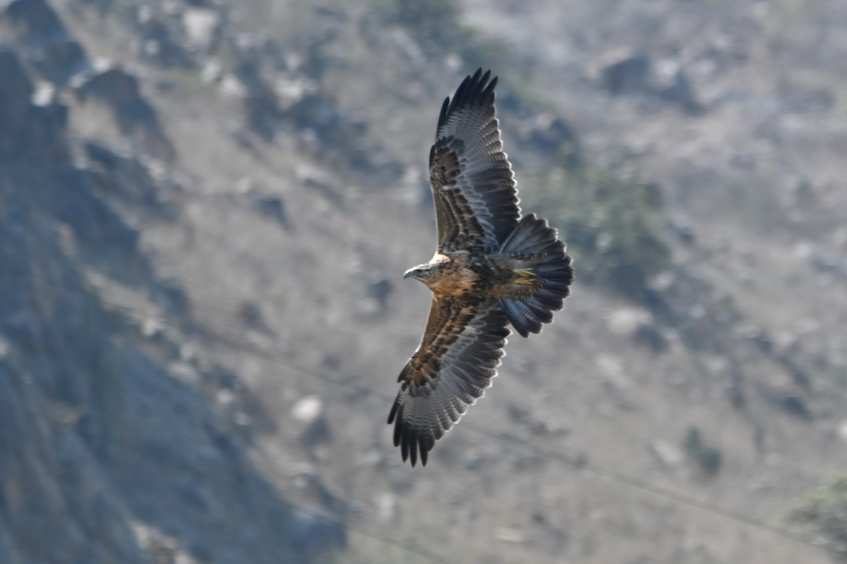 Black-chested Buzzard-Eagle - ML620635862