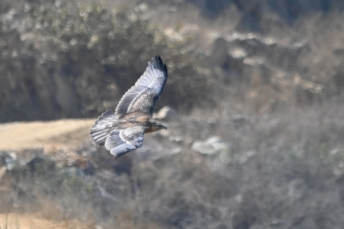 Black-chested Buzzard-Eagle - ML620635863