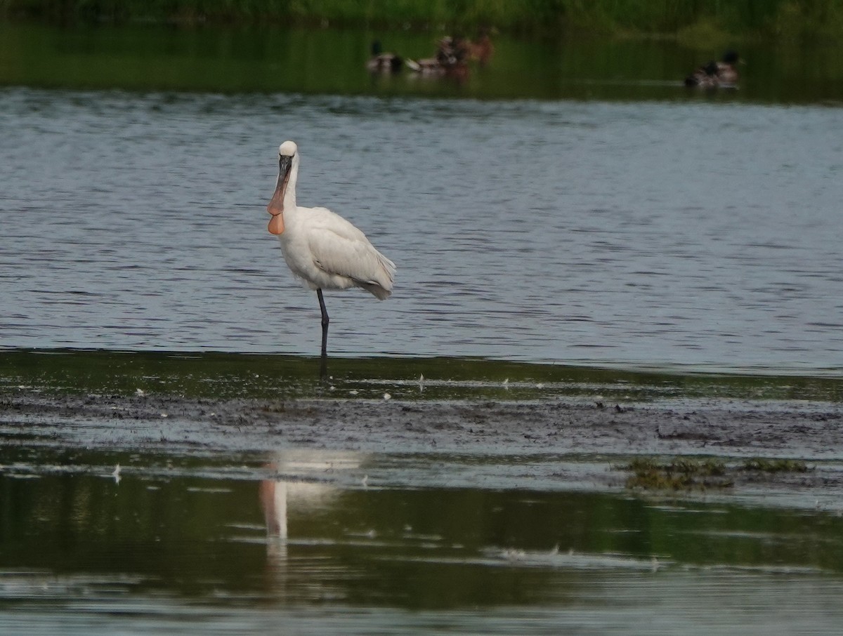 Eurasian Spoonbill - ML620635865