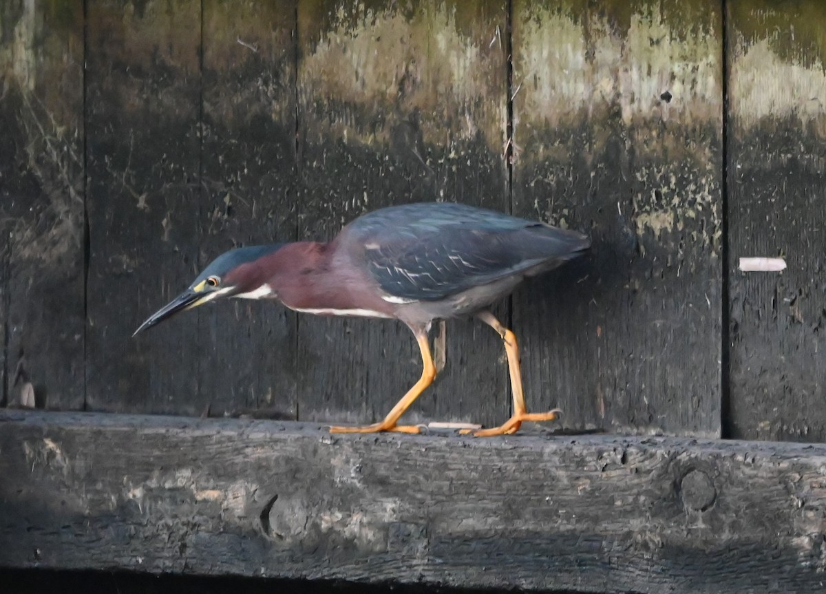 Green Heron - ML620635870