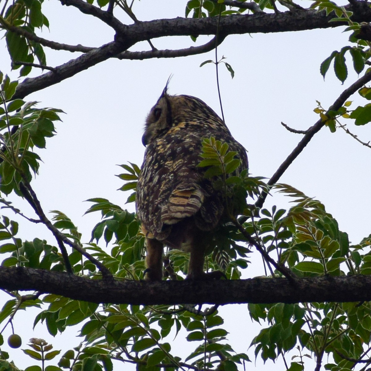 Rock Eagle-Owl - Dr Sudhir  Jain