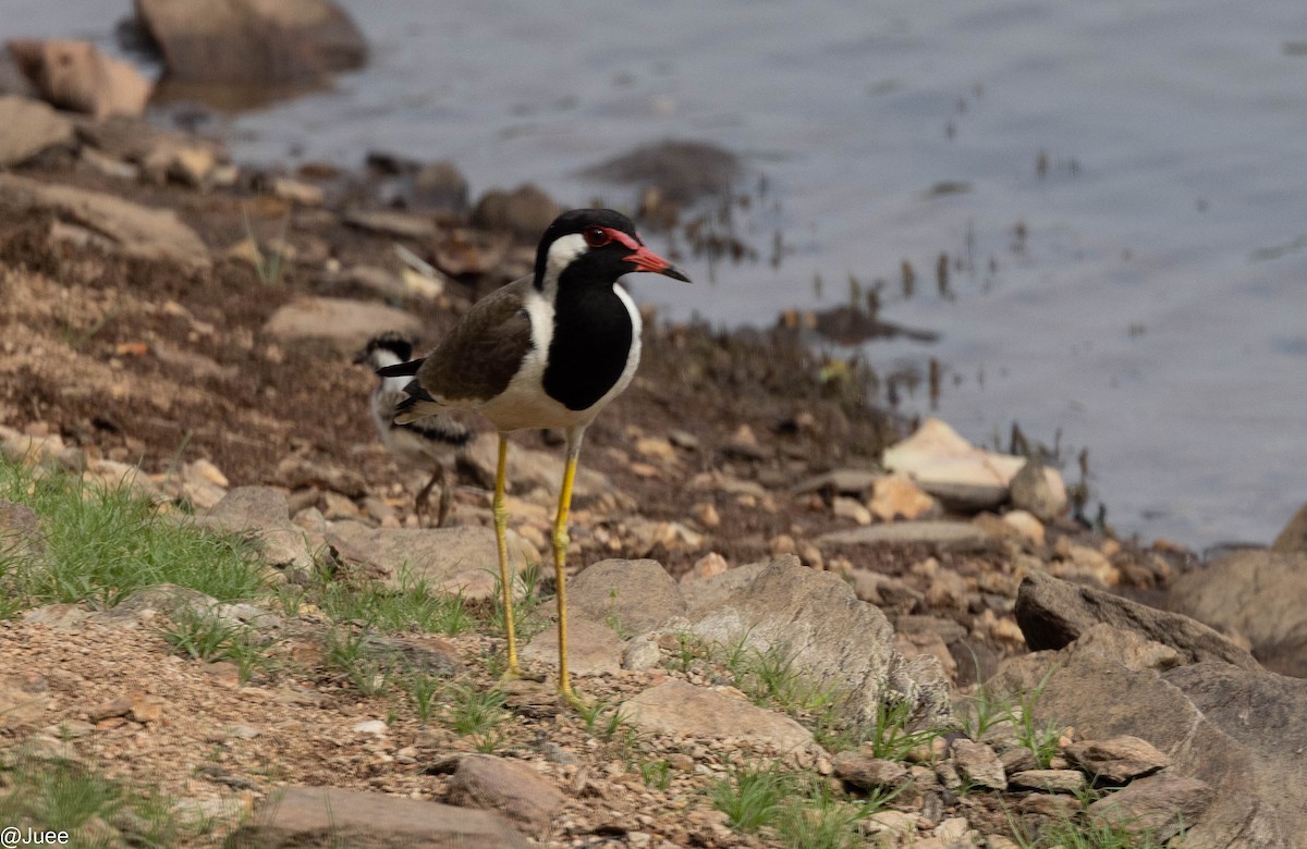 Red-wattled Lapwing - ML620635873