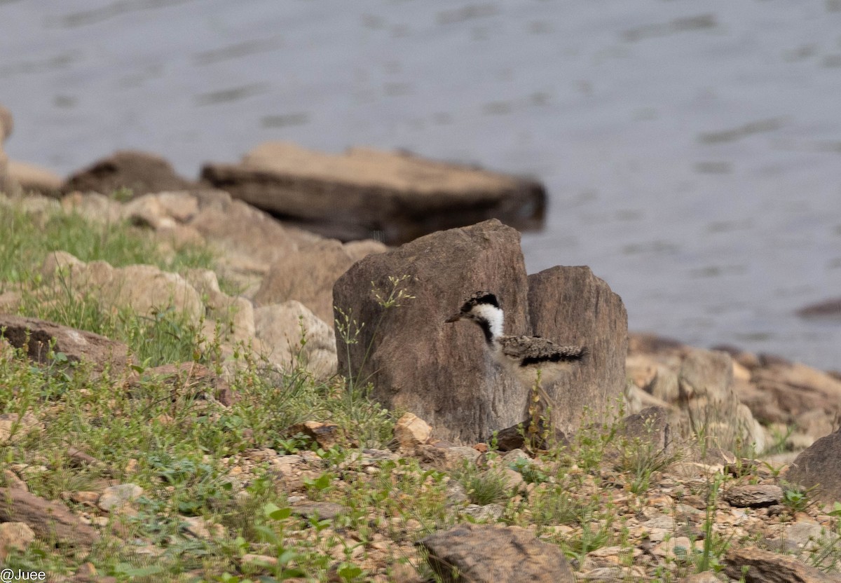 Red-wattled Lapwing - ML620635874