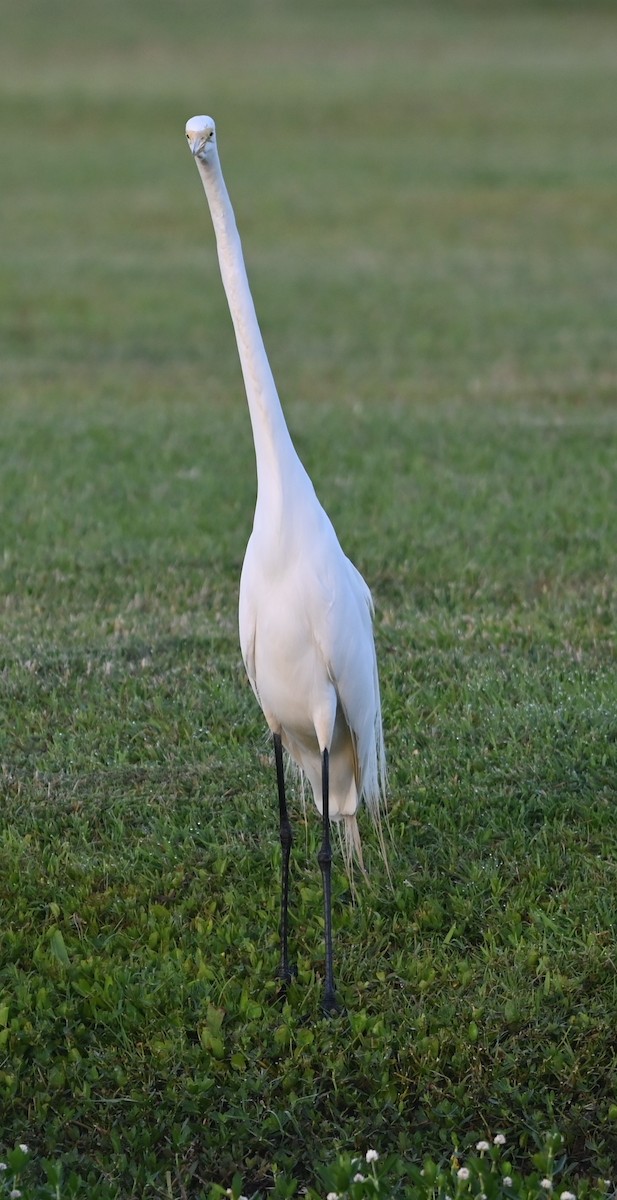 Grande Aigrette - ML620635886