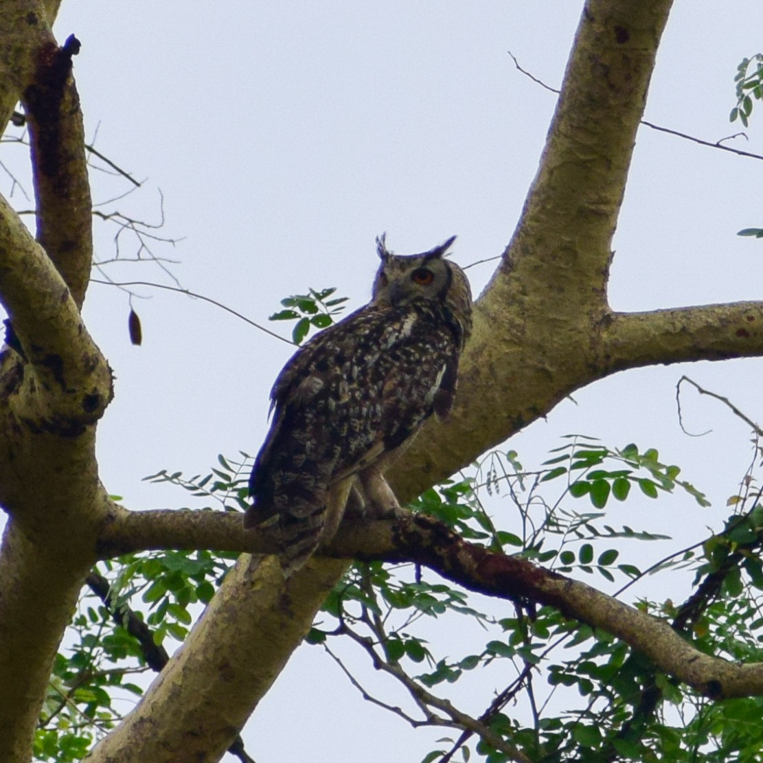 Rock Eagle-Owl - ML620635888