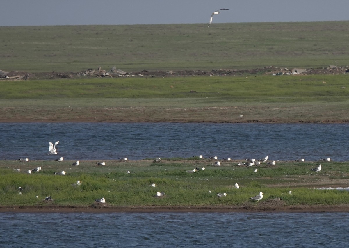 Goéland brun (barabensis) - ML620635889