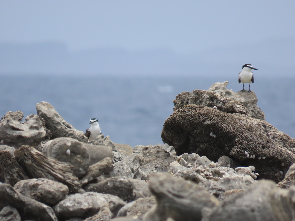 Bridled Tern - ML620635893