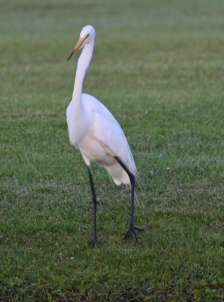 Grande Aigrette - ML620635894