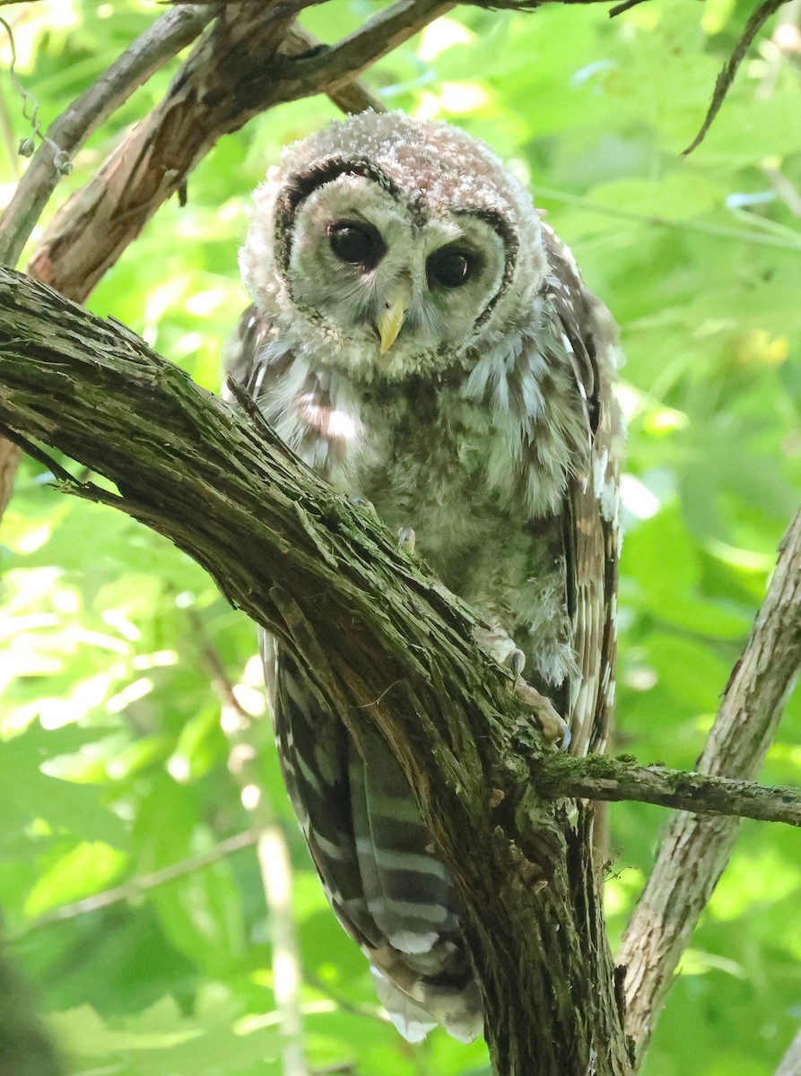 Barred Owl - ML620635895