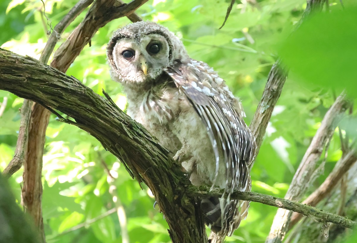 Barred Owl - ML620635896