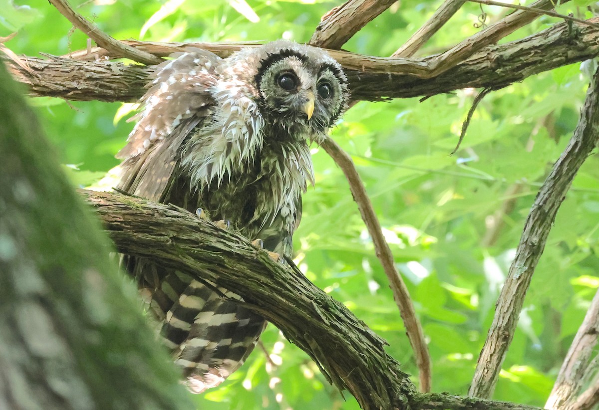 Barred Owl - ML620635897