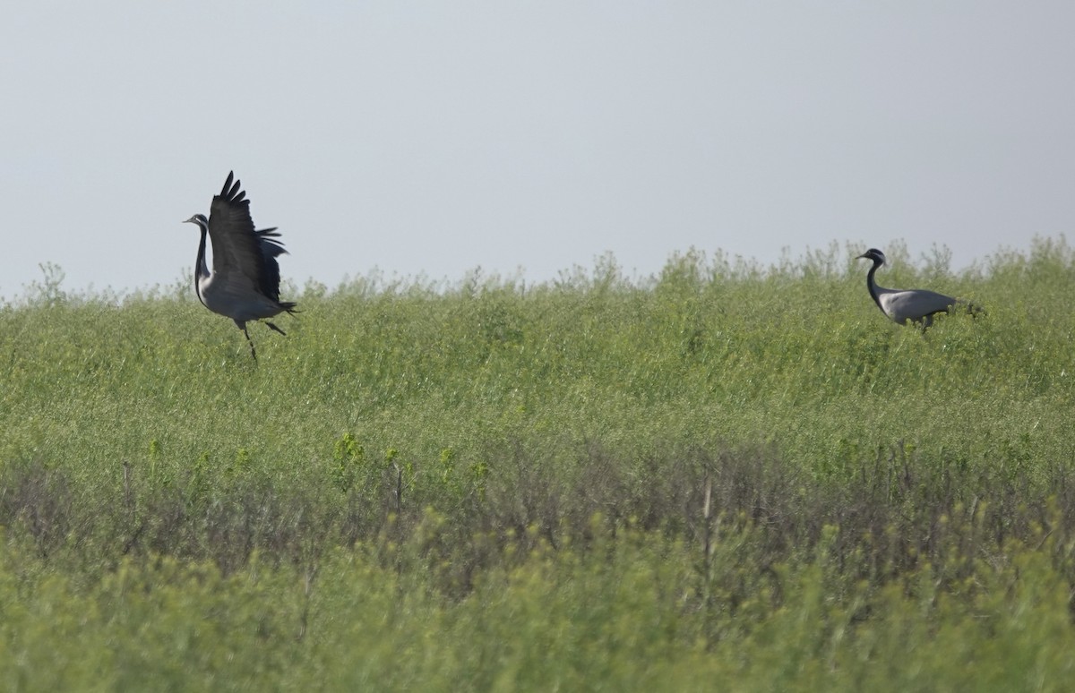 Demoiselle Crane - ML620635899