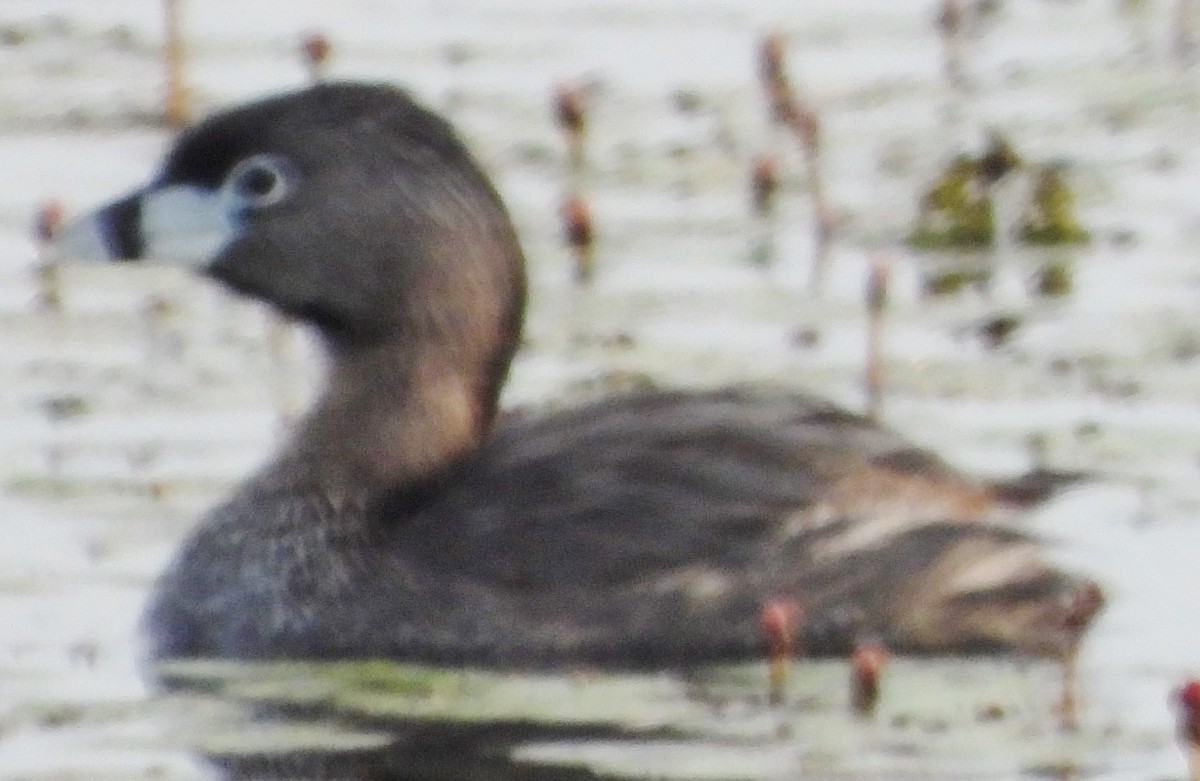 Pied-billed Grebe - ML620635904