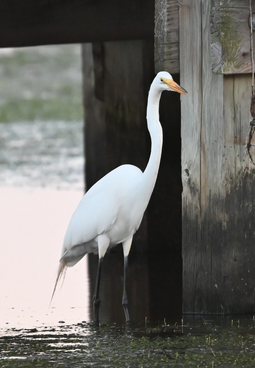 Grande Aigrette - ML620635905