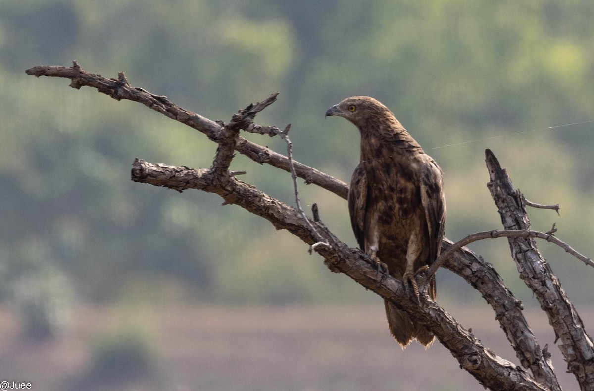 Oriental Honey-buzzard - ML620635906