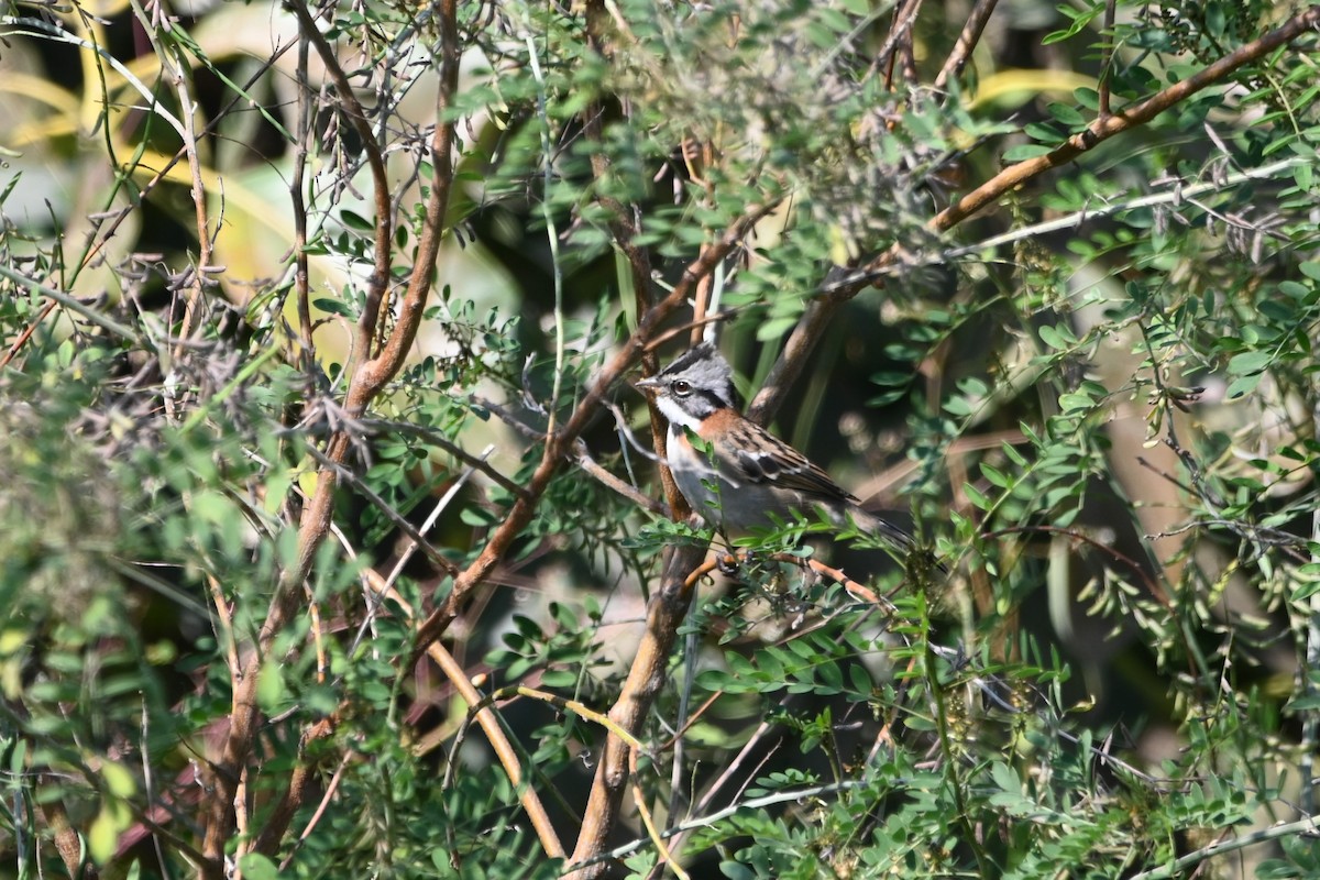 Rufous-collared Sparrow - ML620635913