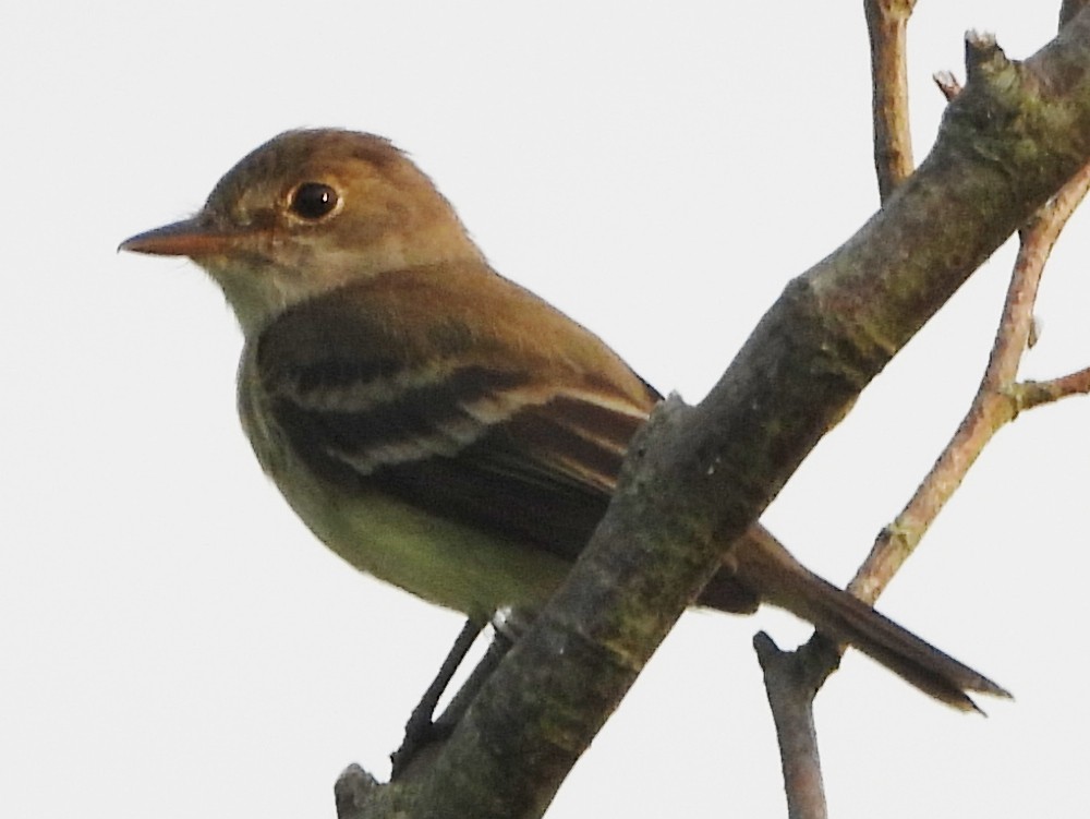 Willow Flycatcher - ML620635916