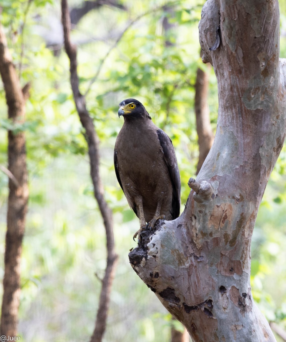 Crested Serpent-Eagle - ML620635918