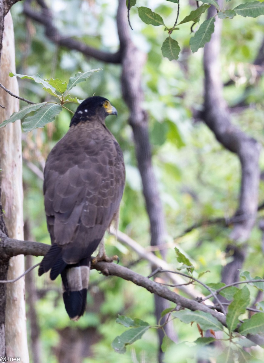 Crested Serpent-Eagle - ML620635919