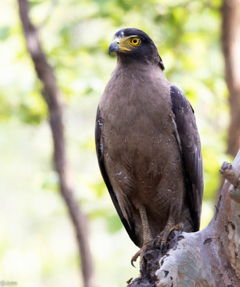 Crested Serpent-Eagle - juee khopkar