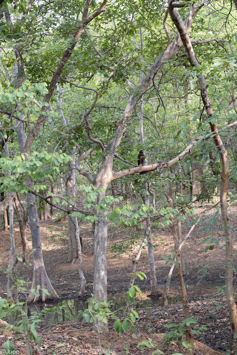 Crested Serpent-Eagle - ML620635922