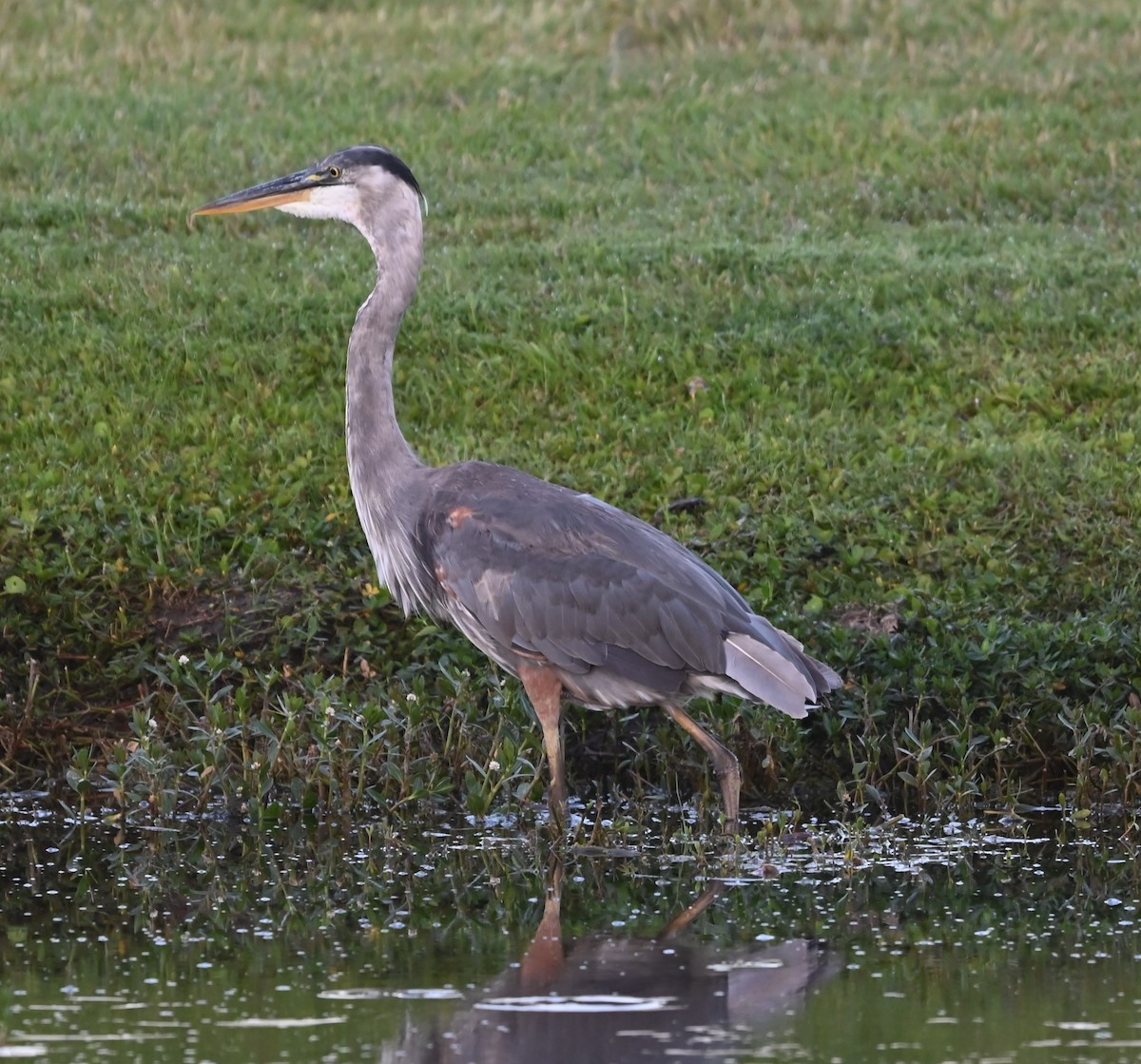 Great Blue Heron - Ralph Erickson