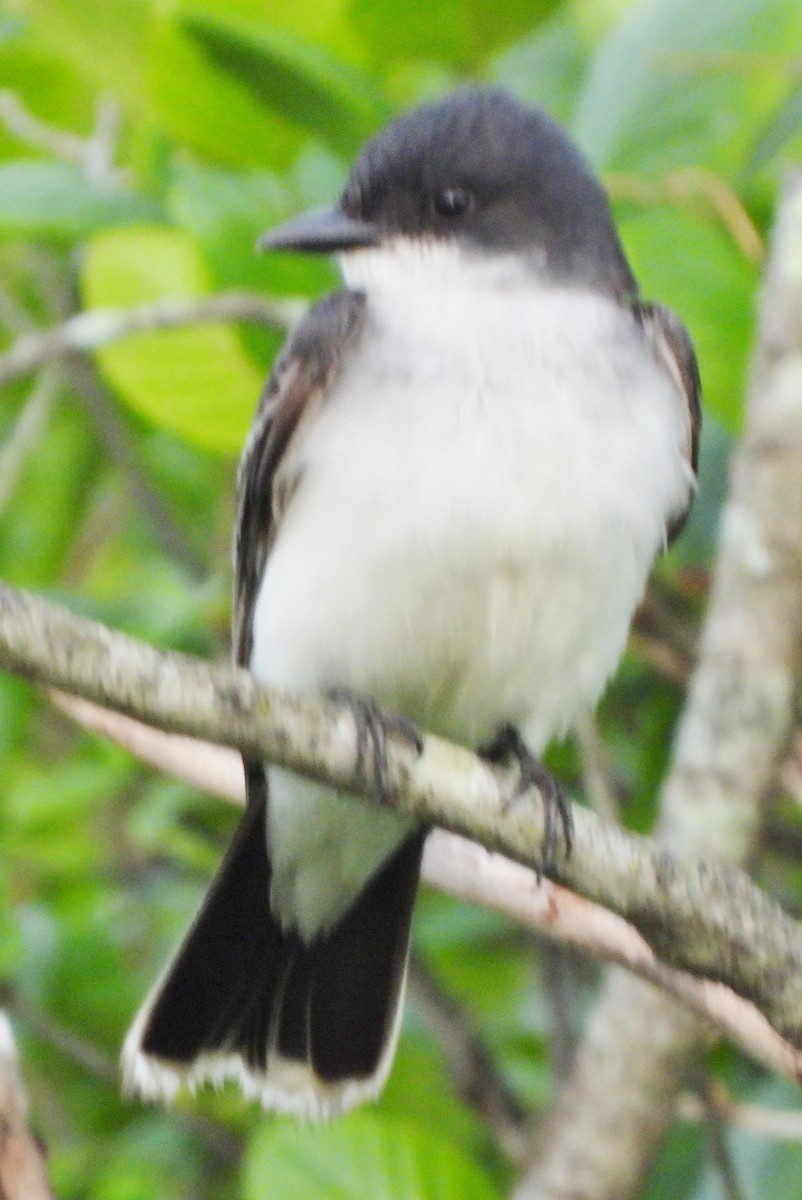 Eastern Kingbird - ML620635925