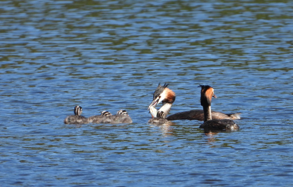Great Crested Grebe - ML620635929