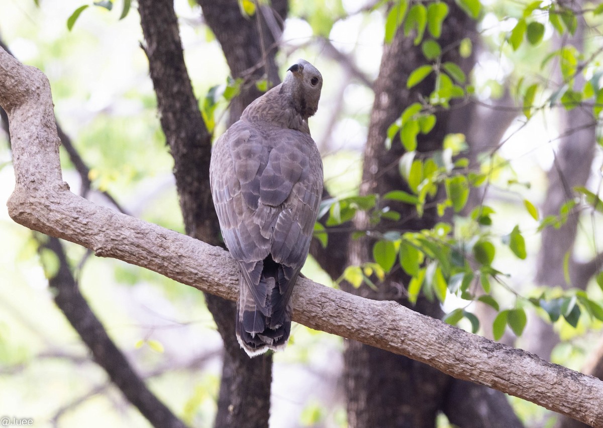 Oriental Honey-buzzard - ML620635932