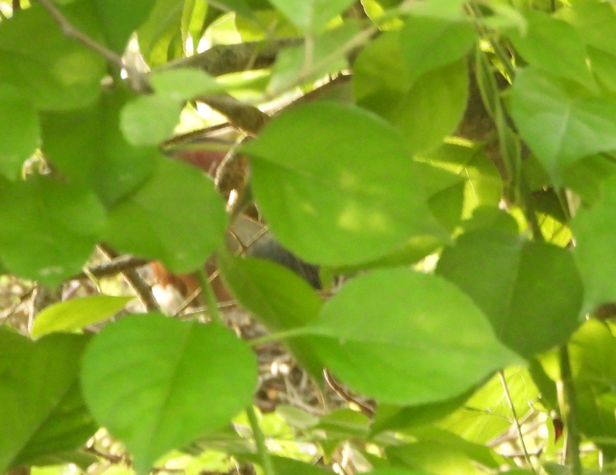 Green Heron - ML620635933