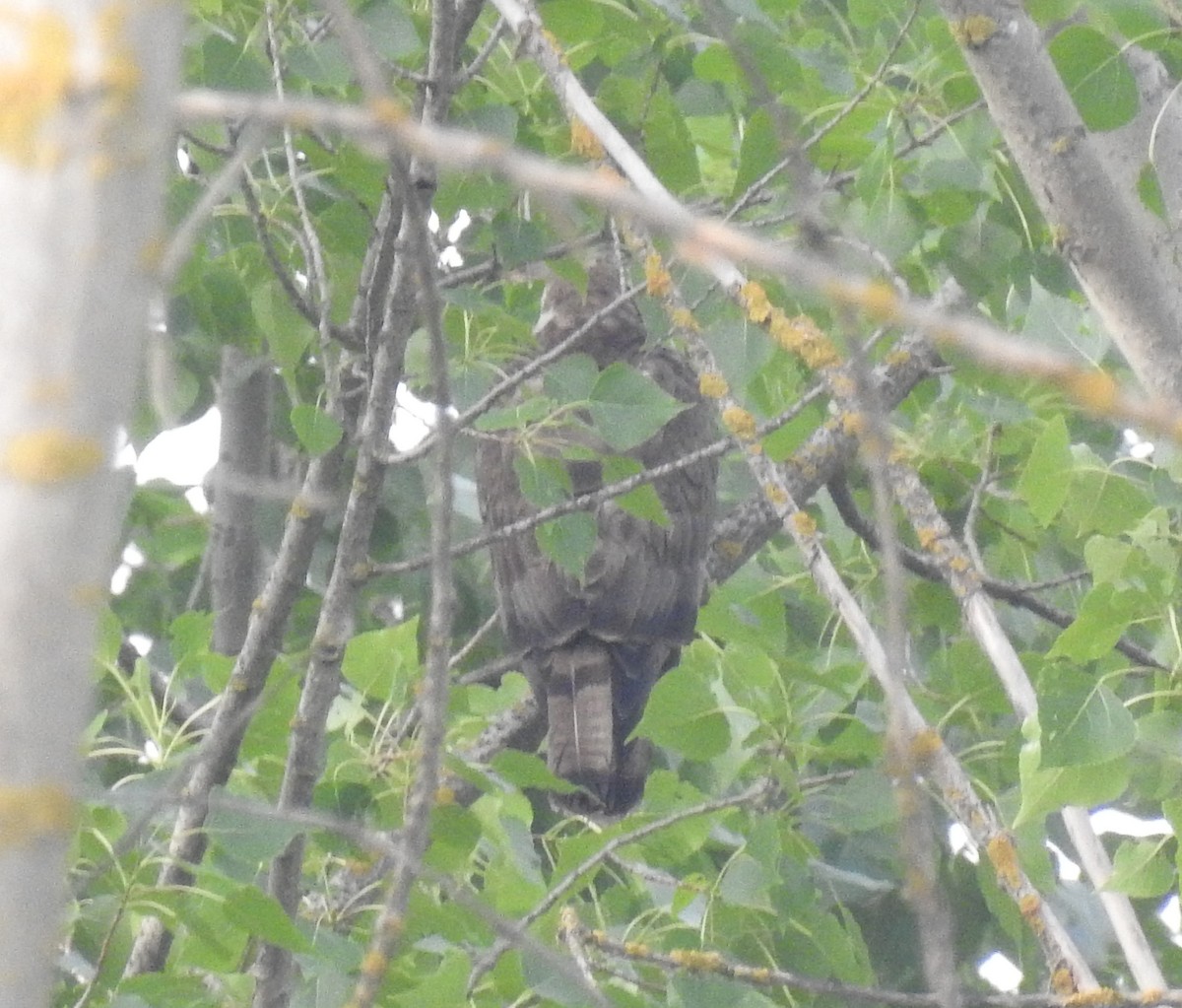 European Honey-buzzard - ML620635937