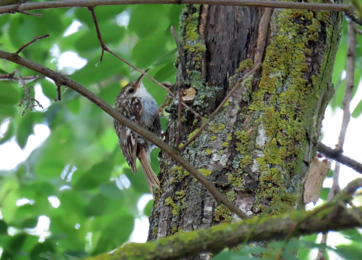 Short-toed Treecreeper - ML620635938