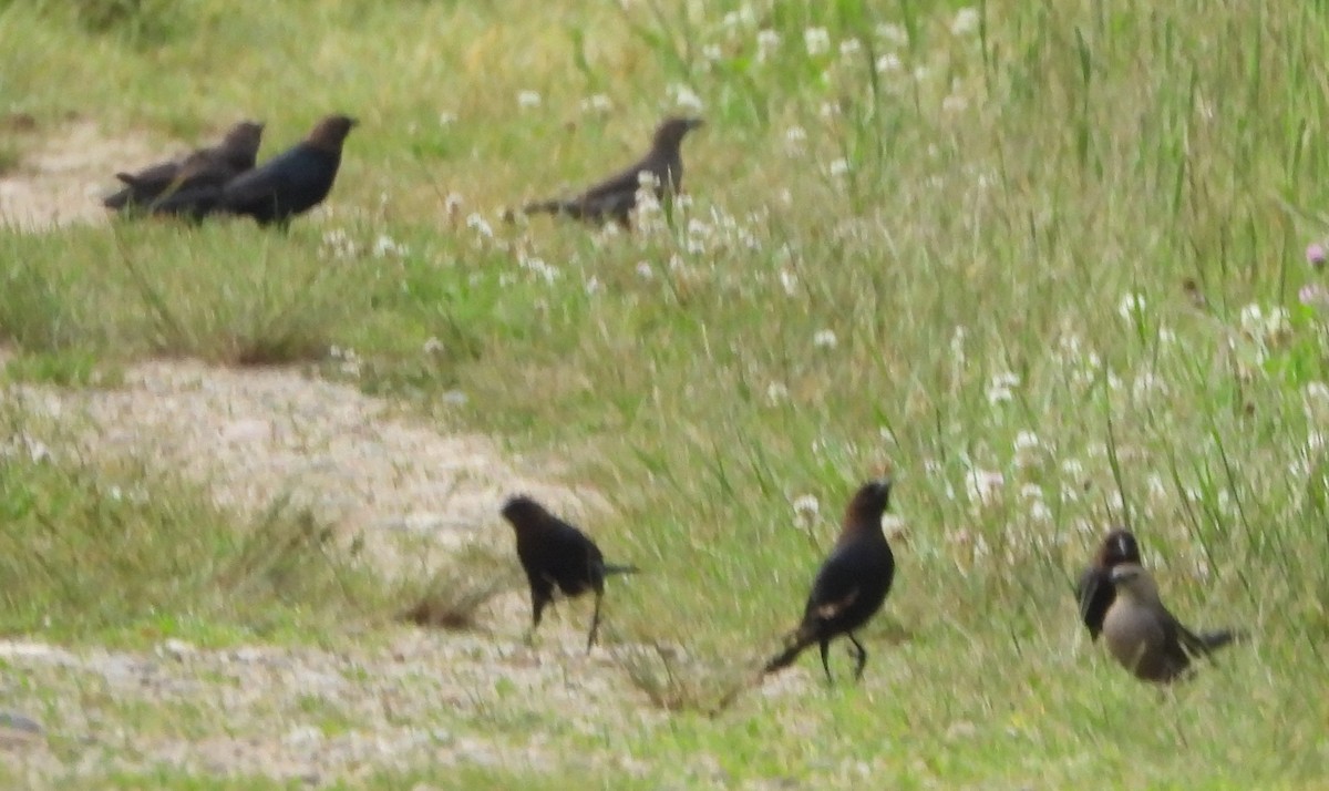 Brown-headed Cowbird - ML620635944