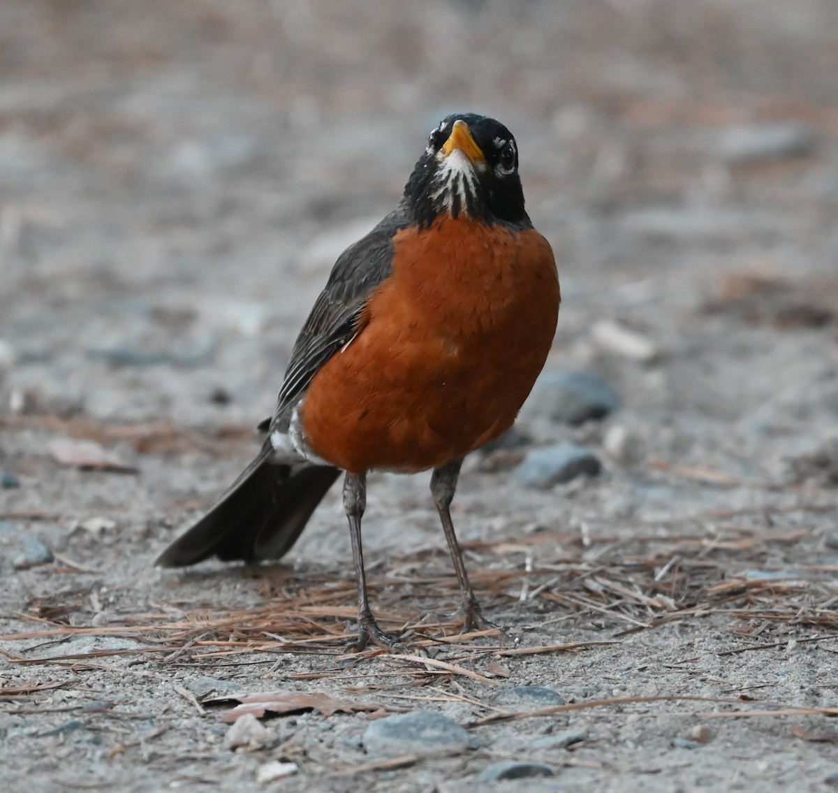 American Robin - ML620635948