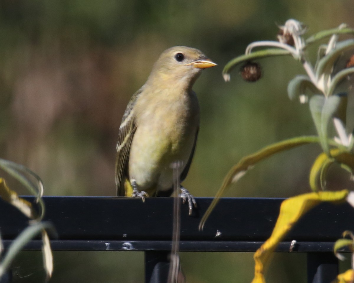 Western Tanager - ML620635951