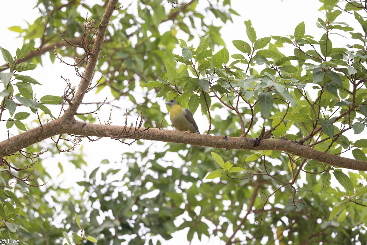 Yellow-footed Green-Pigeon - ML620635952