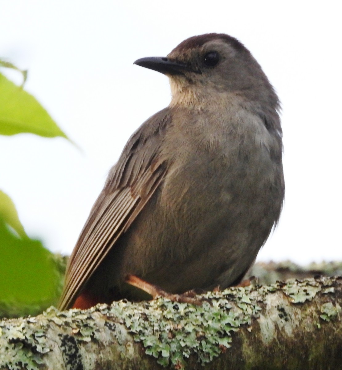 Gray Catbird - ML620635958