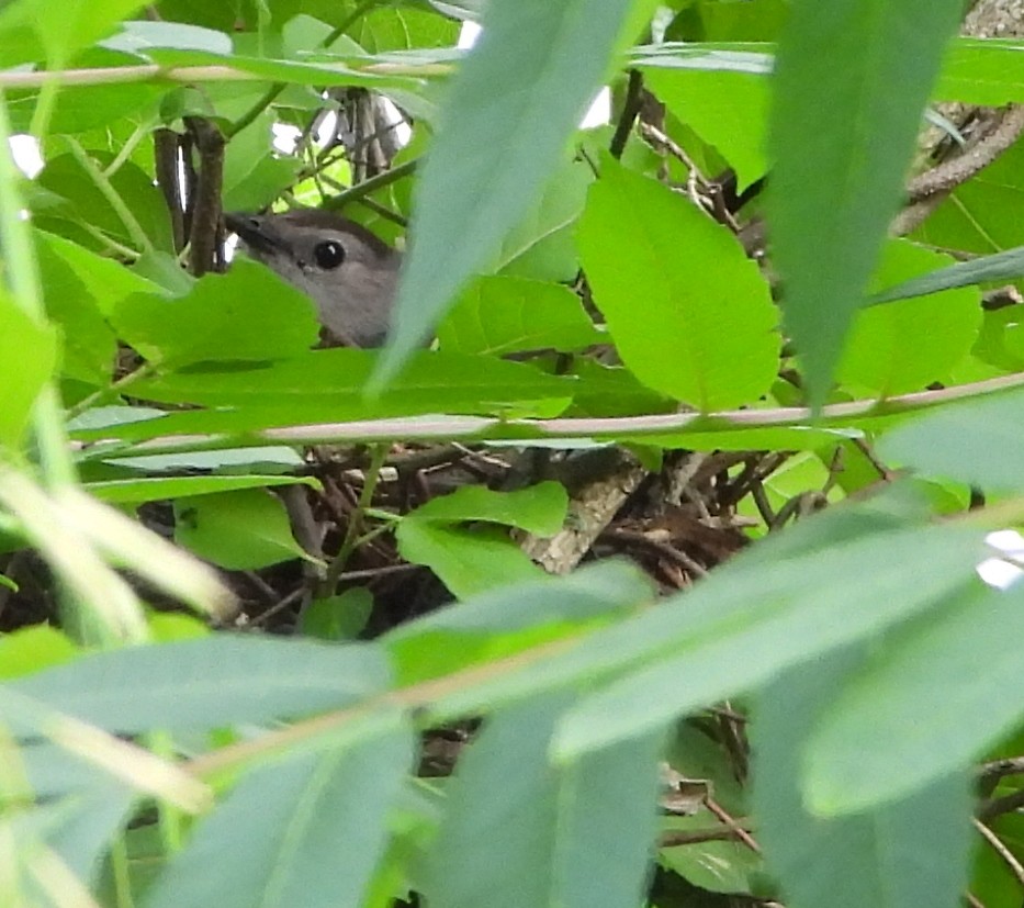 Gray Catbird - ML620635961