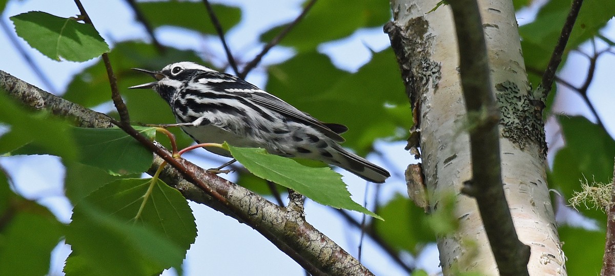 Black-and-white Warbler - ML620635965