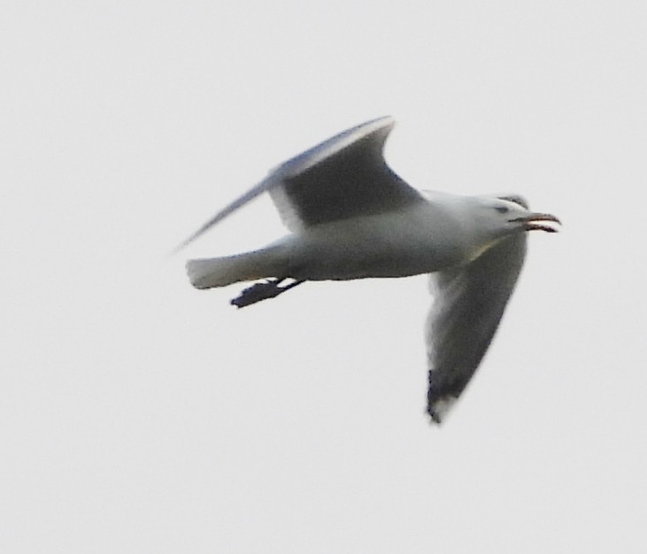 Herring Gull - ML620635966