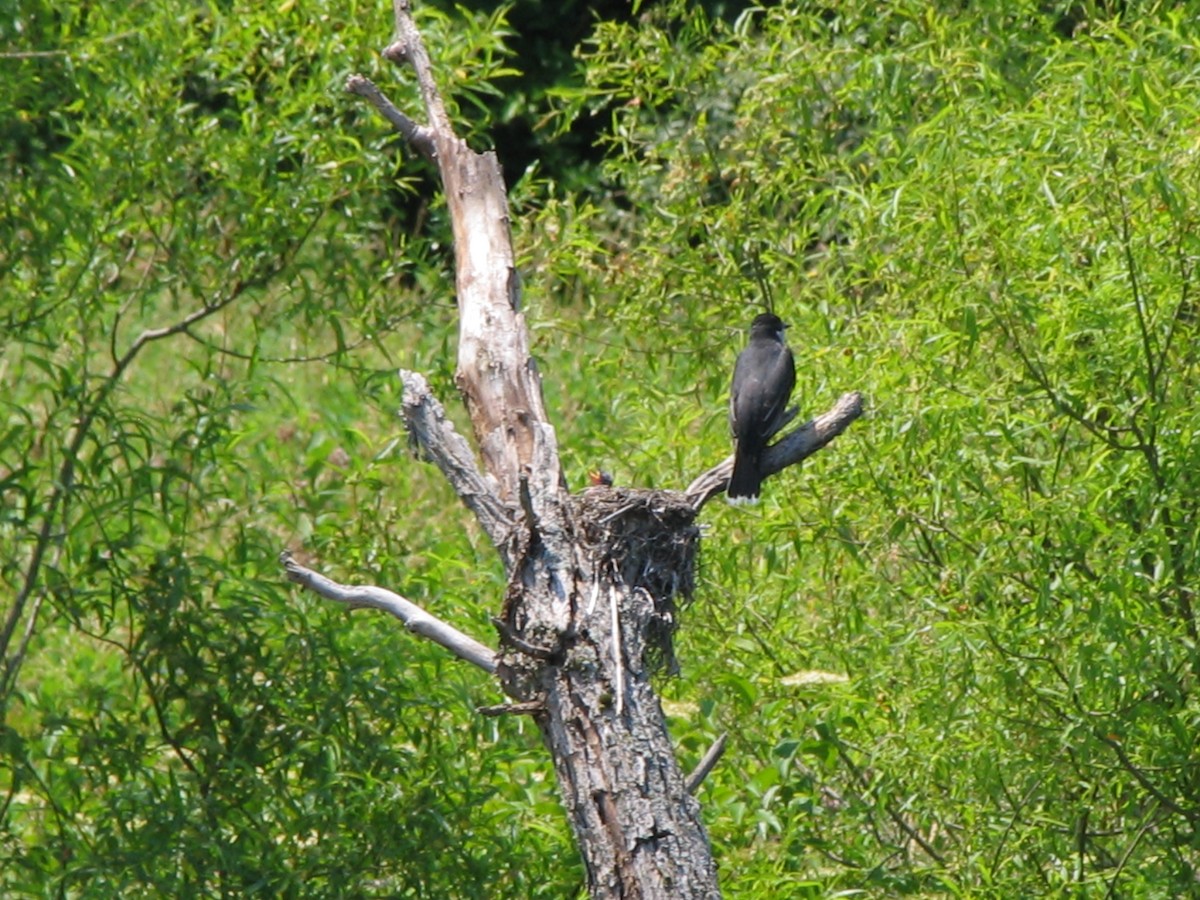 Eastern Kingbird - Cheryl Faust