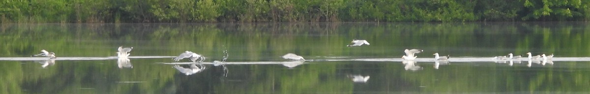 Gaviota Argéntea - ML620635970